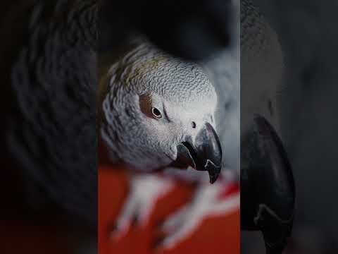 Sennheiser MD 421 Kompakt по цене 34&nbsp;920 ₽